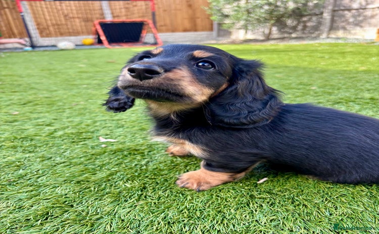 Miniature Dachshund dogs - Advert 1