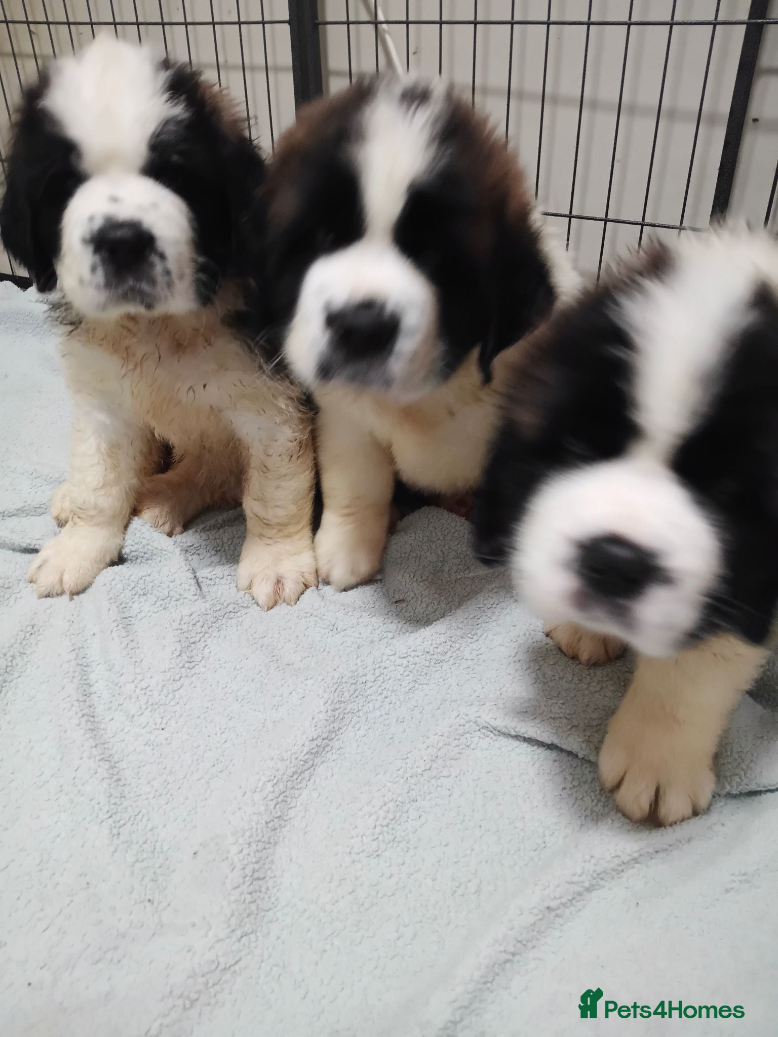 Saint Bernard dogs St Bernard kc registered puppies - Advert 1