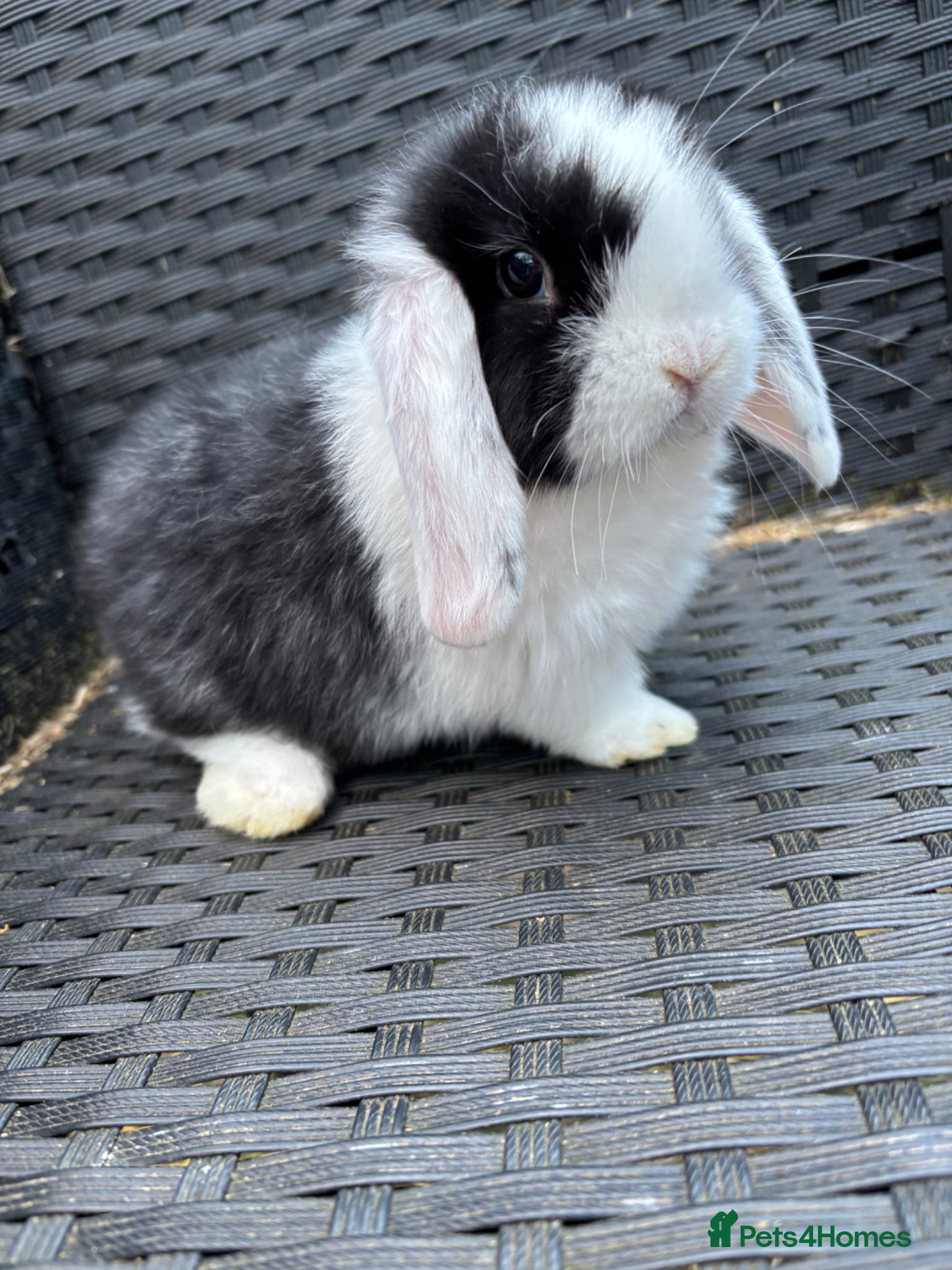 Mini Lop rabbits Male mini lop looking for his forever home  - Advert 1