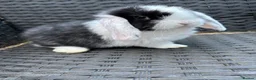 Mini Lop rabbits for sale: Male mini lop looking for his forever home  - Advert 1