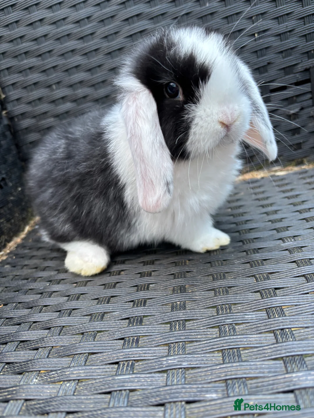 Mini Lop rabbits for sale: Male mini lop looking for his forever home  - Advert 1