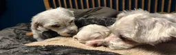 Bichon Frise dogs for sale: Bichon Maltese - Advert 3