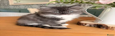 Ragcoon Kitten 4