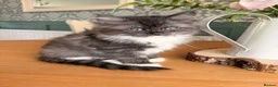 Ragcoon cats for sale: Last of litter affectionate playful Ragcoon baby  - Advert 29