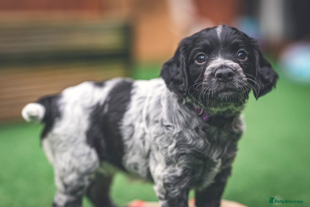 Cocker Spaniel dogs for sale: Waiting list now open kc registered cocker spaniel - Advert 2
