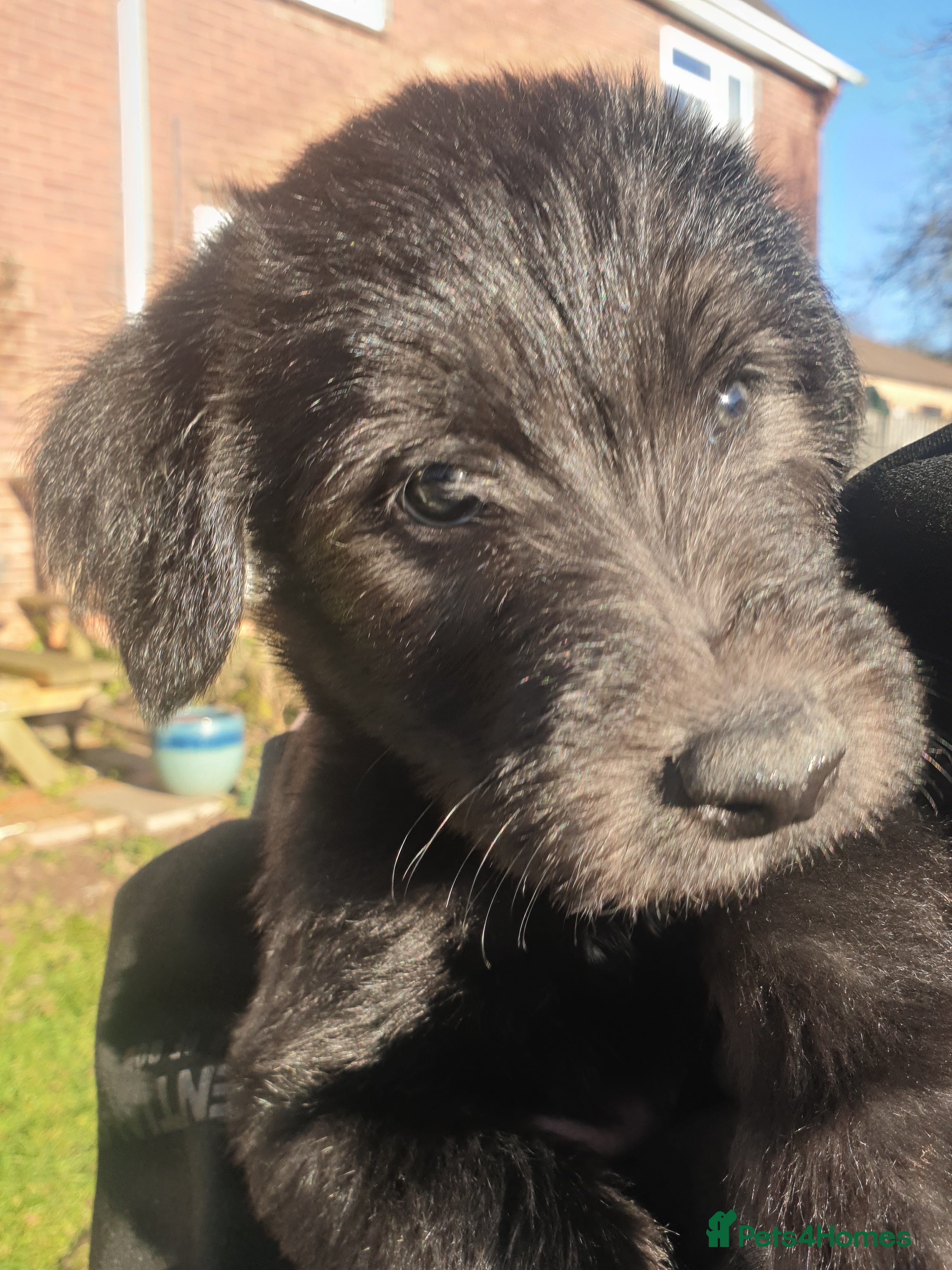 Lurcher dogs Lurcher Puppies - Advert 18