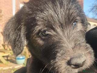 Lurcher dogs Lurcher Puppies - Advert 18