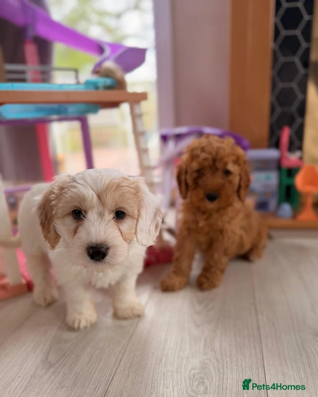 Cockapoo dogs for sale: 🔥F1 Toy Cockapoo Puppies🔥 - Advert 2