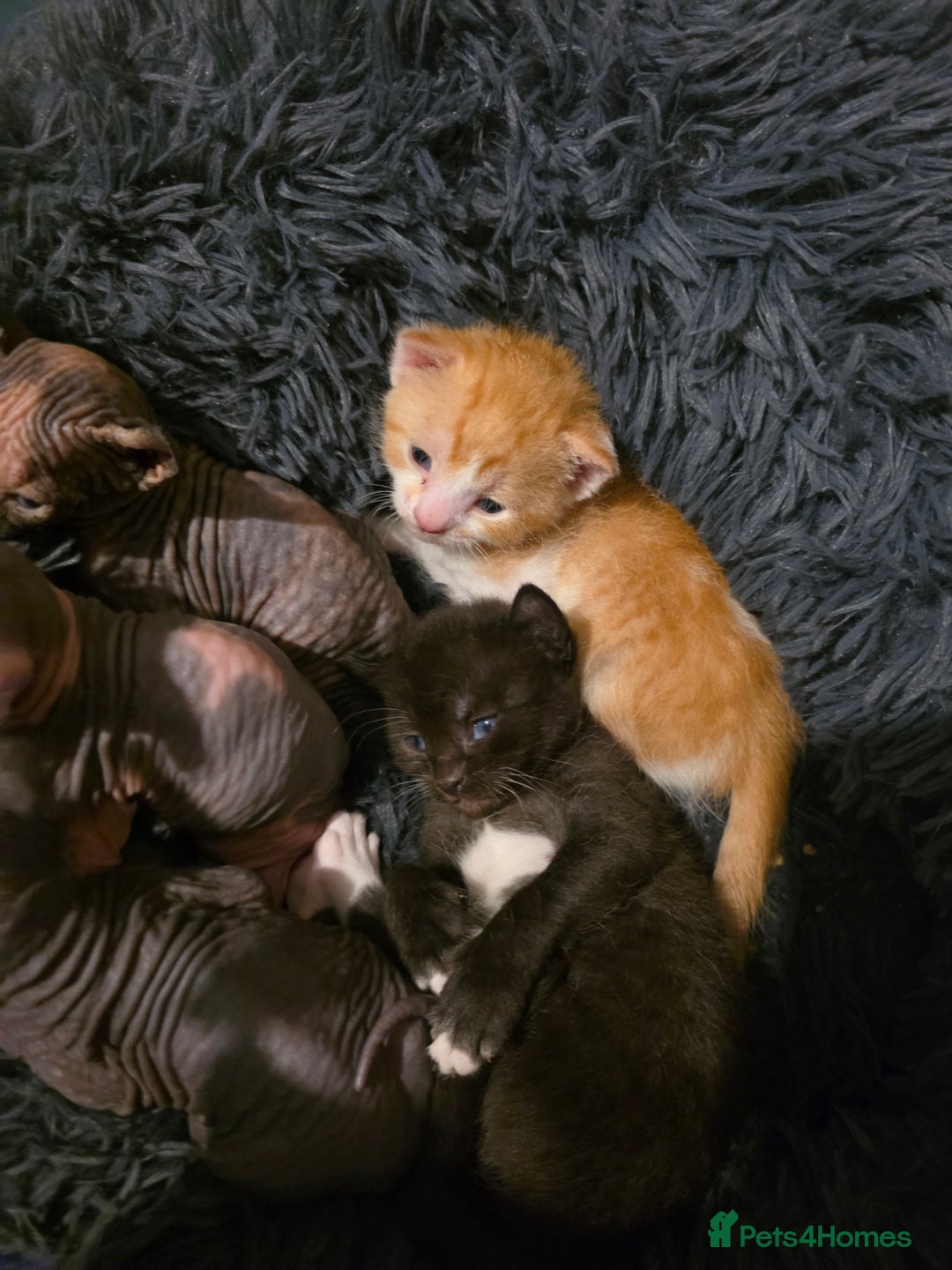 Mixed Breed cats for sale: Adorable Male Kitten – Sphynx x Devon Rex Cross - Advert 14