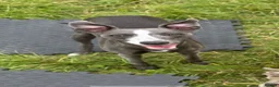 Mixed Breed dogs for sale: Whippet x Italian Greyhound Puppies  - Advert 1