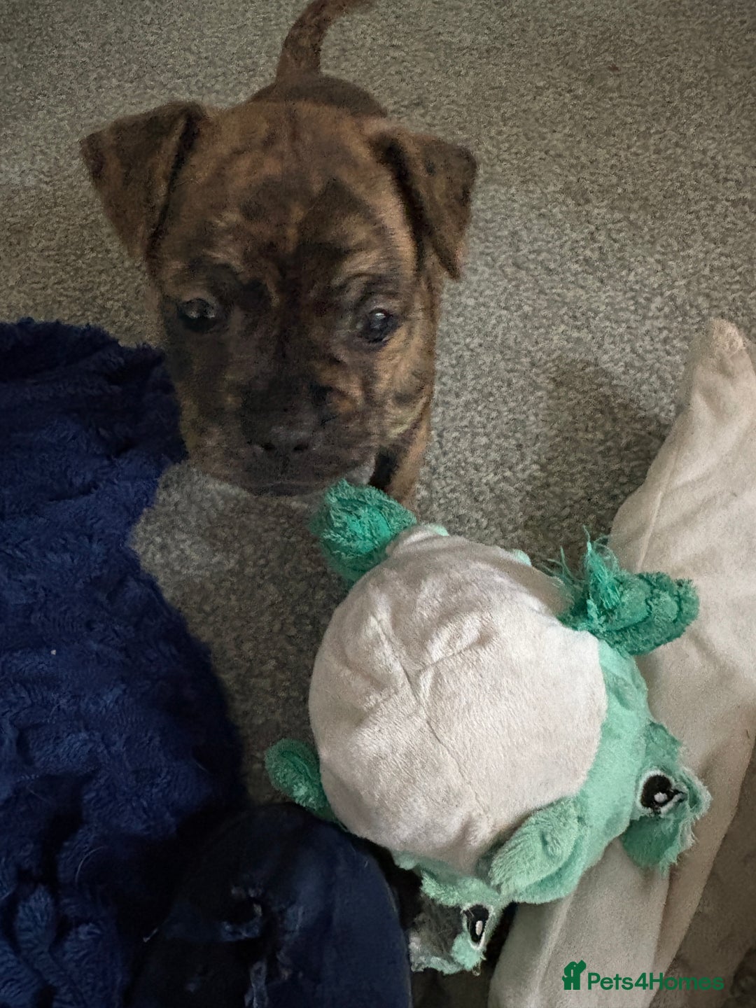 Mixed Breed dogs for sale: French Pinscher Pups - Advert 6