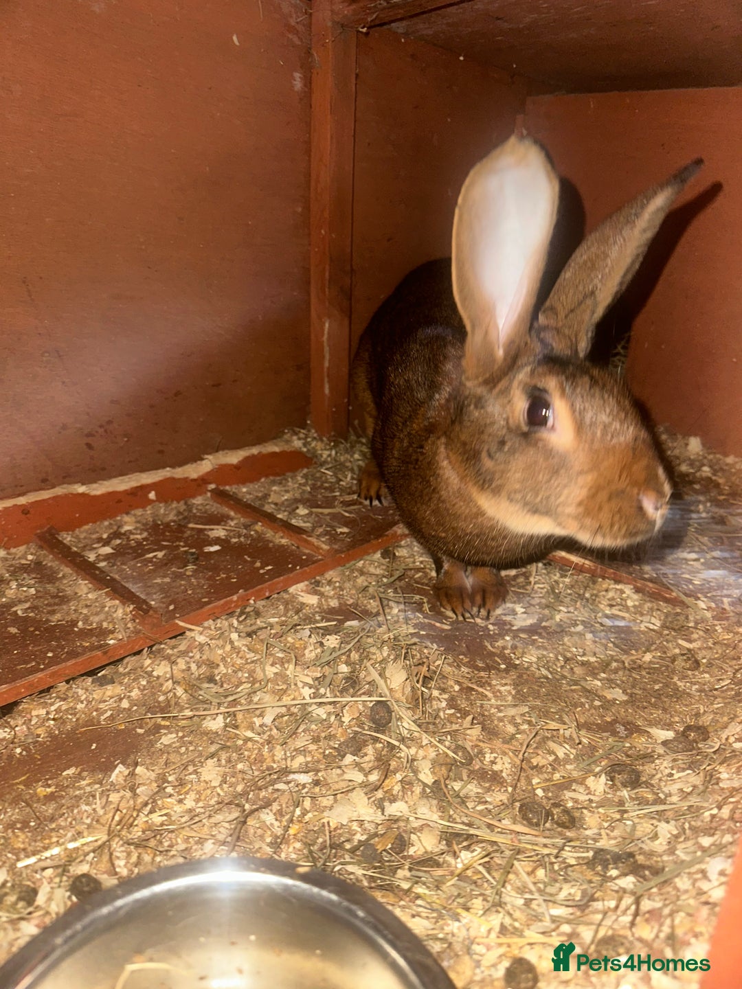 Belgian Hares rabbits for sale: Belgian hares for sale  - Advert 1