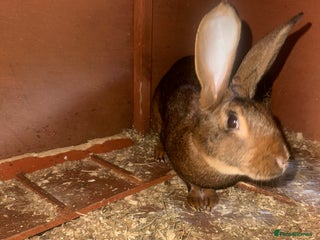 Belgian Hares rabbits Belgian hares for sale - Advert 5