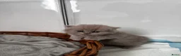 British Shorthair cats for sale: Meet the boys, Tuko, Rio & blu - Advert 2