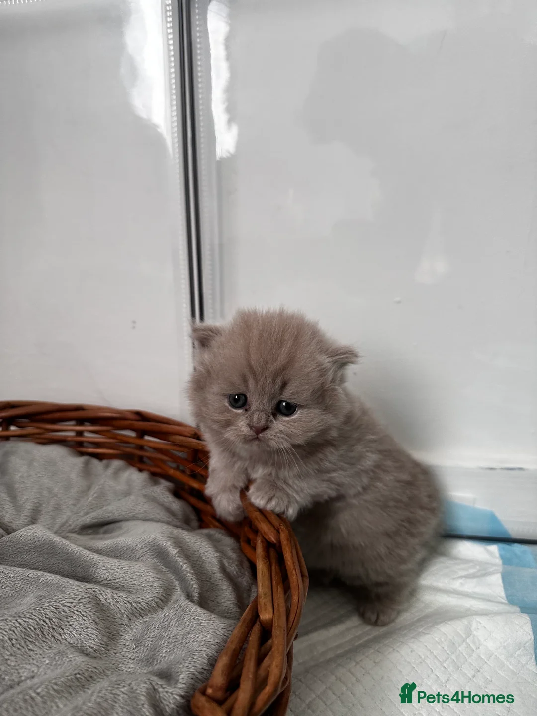 British Shorthair cats for sale: Meet the boys, Tuko, Rio & blu - Advert 2