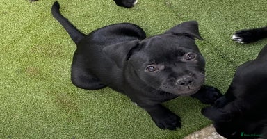 Staffordshire Bull Terrier dogs in Swansea - Advert 16