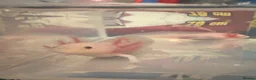 Axolotl reptiles for sale: Albino axolotl - Advert 4