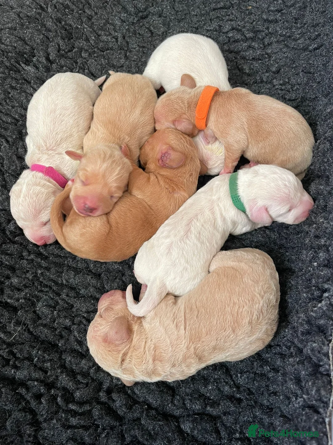 Miniature Dachshund dogs for stud: KC/PRA CLEAR SMALL MINI PROVEN DACHSHUND  in Manchester - Advert 11