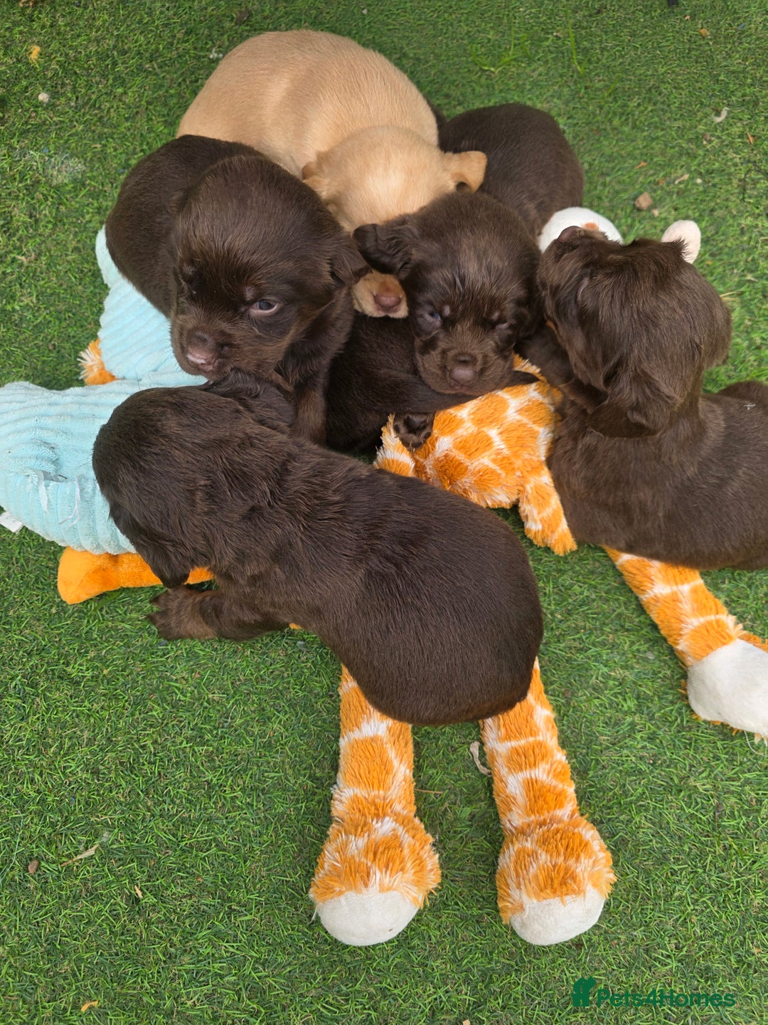 Cockerdor dogs for sale: F1 cockerdor puppies , cocker x labrador  - Image 8