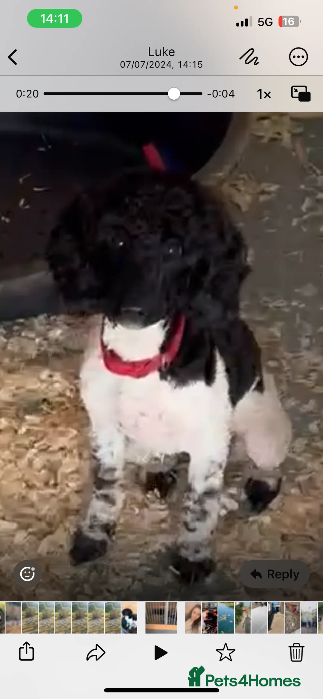 Miniature Poodle dogs for sale: Party time poodle  - Advert 2