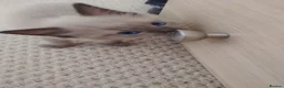 Ragdoll cats for sale: Pure bred Ragdolls need loving homes - Advert 5