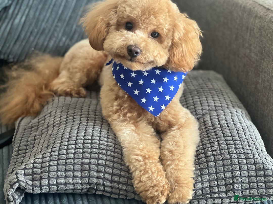Toy Poodle dogs for stud: Toy Poodle Boy Looking for a Date – Scotland - Advert 7