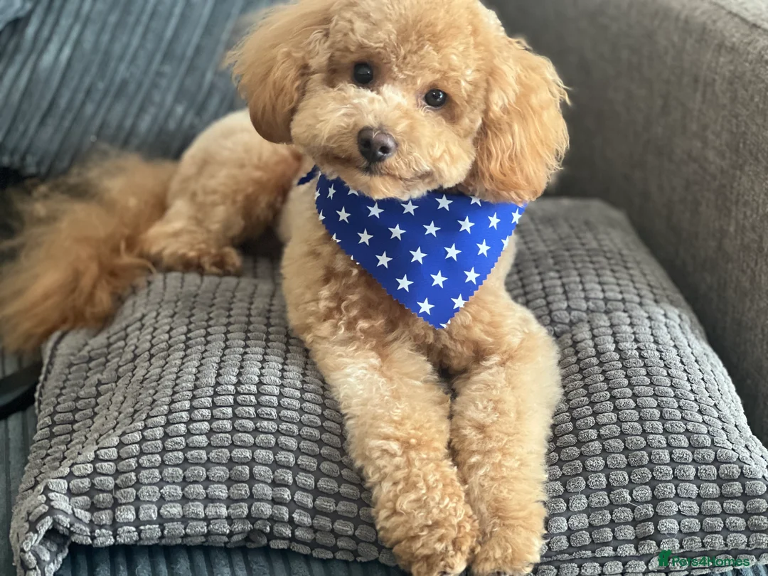 Toy Poodle dogs for stud: Toy Poodle Boy Looking for a Date – Scotland - Advert 7