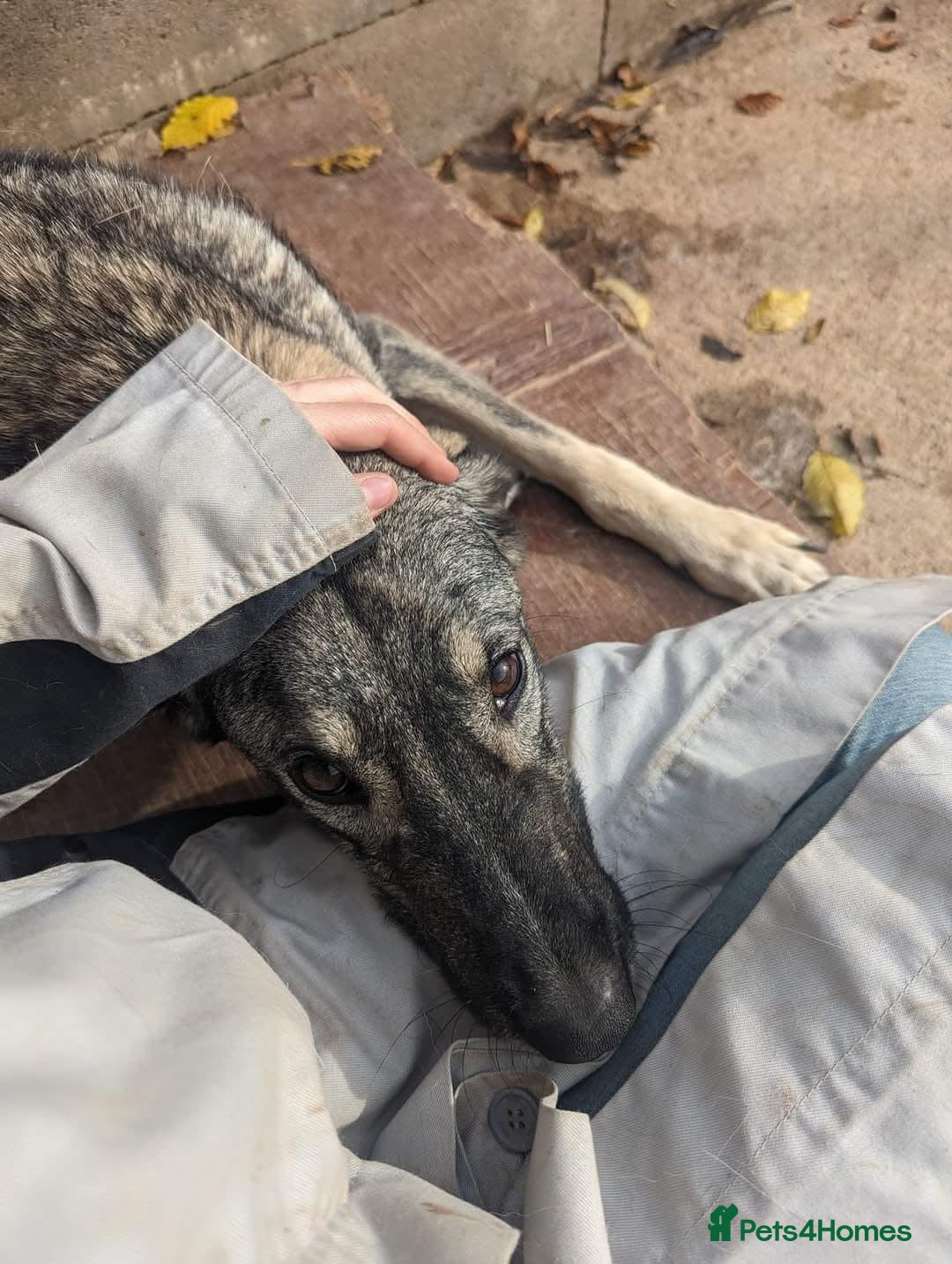 Mixed Breed dogs for adoption: Lucky 💙 - Advert 11