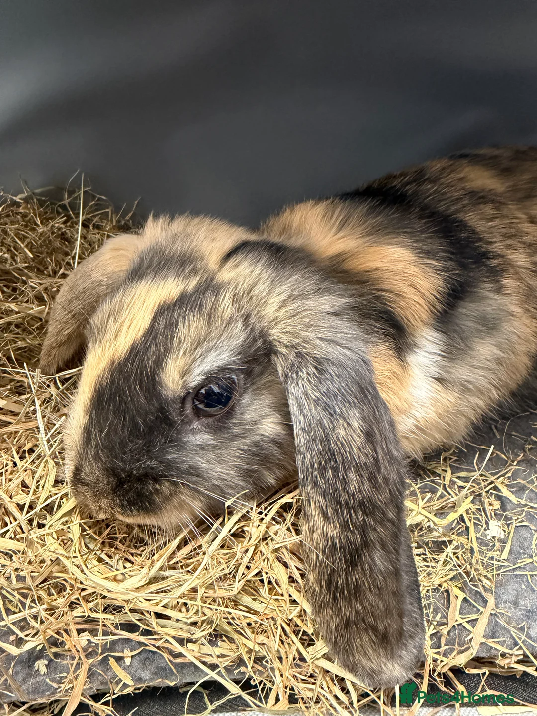 Mixed Breed rabbits for sale: Female Rabbit for Rehome - Fern - Advert 3