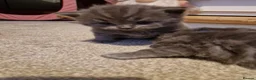Ragdoll cats for sale: 5 STAR HOMES WANTED FOR RAGDOLL/BRITISH SHORTHAIRS in Newark - Advert 8