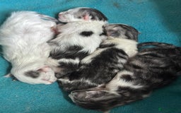 Siberian cats for sale: TICA Siberian Kittens Hypoallergenic Family Raised - Image 14