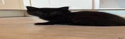 Mixed Breed cats for sale: Mixed gender black kittens for sale  - Advert 8