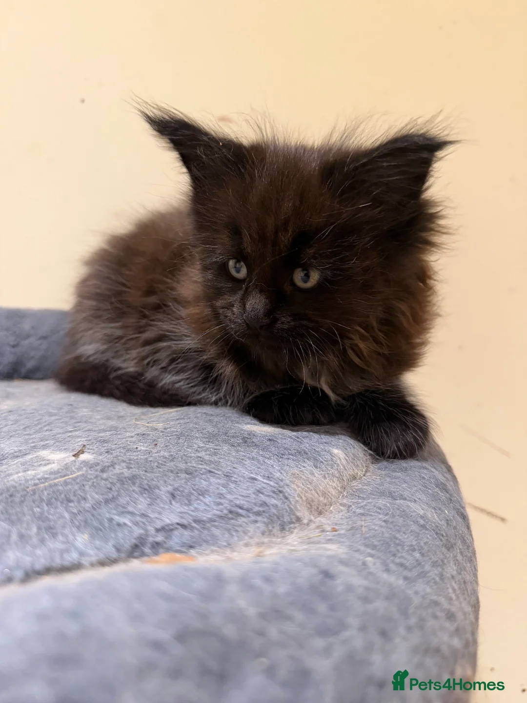 Maine Coon cats for sale: 1 left Purebred Maine Coon Kittens - TICA 🐾 - Advert 24