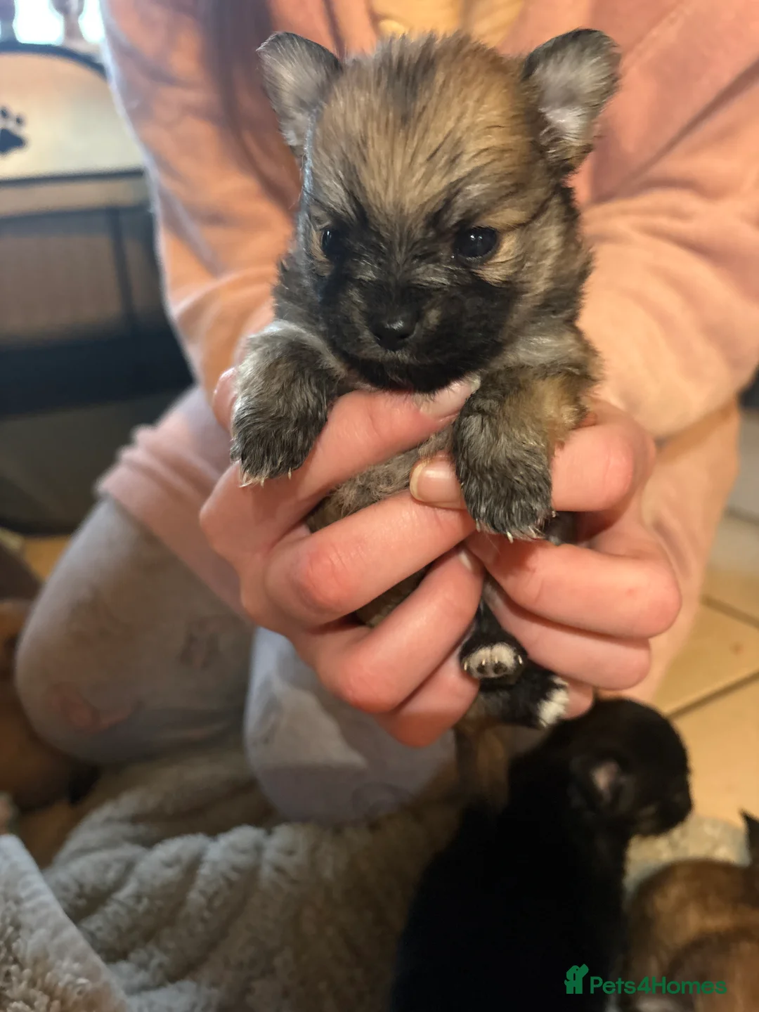 Pomchi dogs for sale: 4 Beautiful pomchis 🐶🐾 - Advert 10