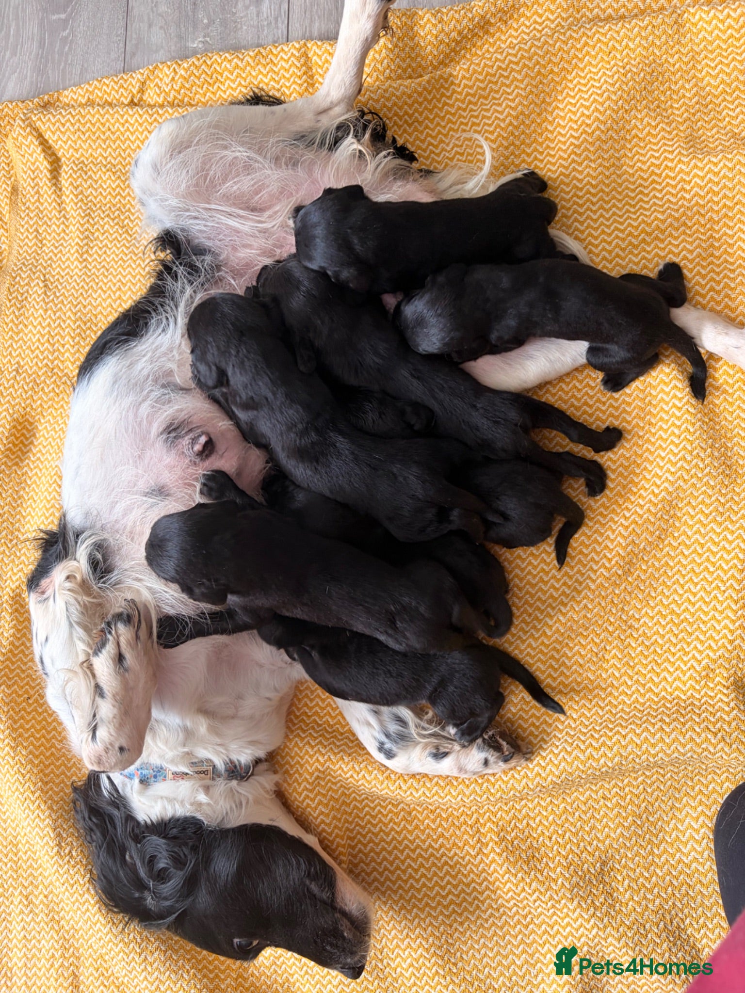 Springador dogs 1st generation Springador puppies - Advert 2