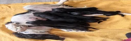 Springador dogs for sale: 1st generation Springador puppies - Advert 2