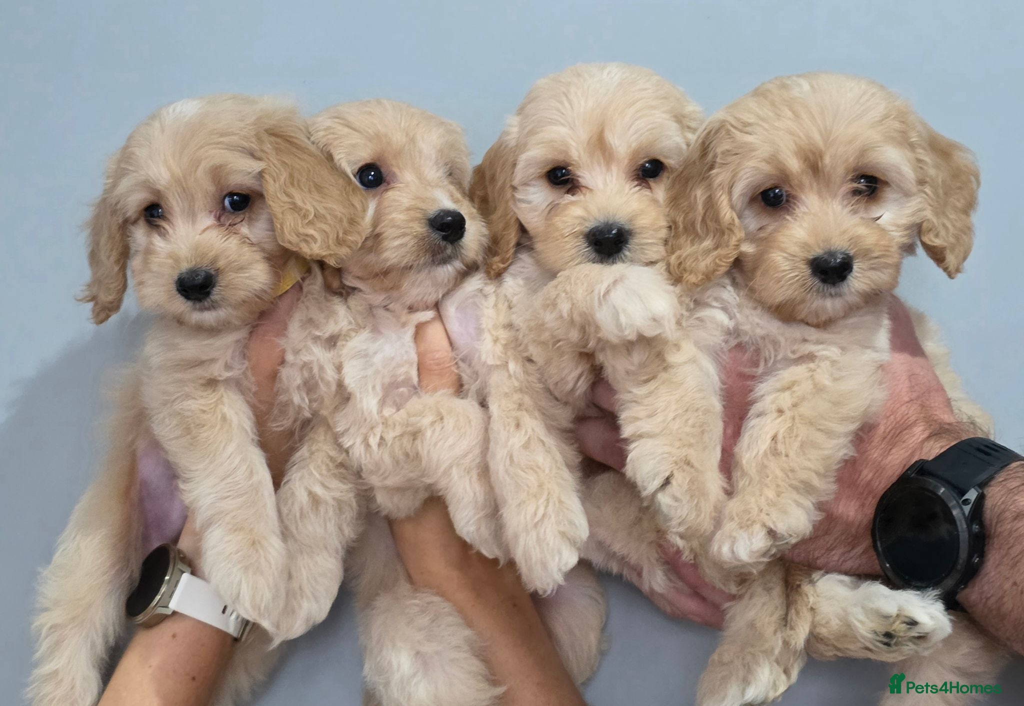 Cockapoo dogs 4 BOYS. DNA Health Tested. Golden Cockapoos  - Advert 1