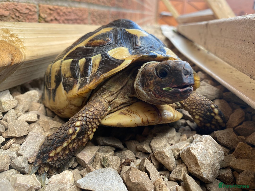 Hermann Tortoise reptiles for sale: Female Hermanns Tortoise - Image 1