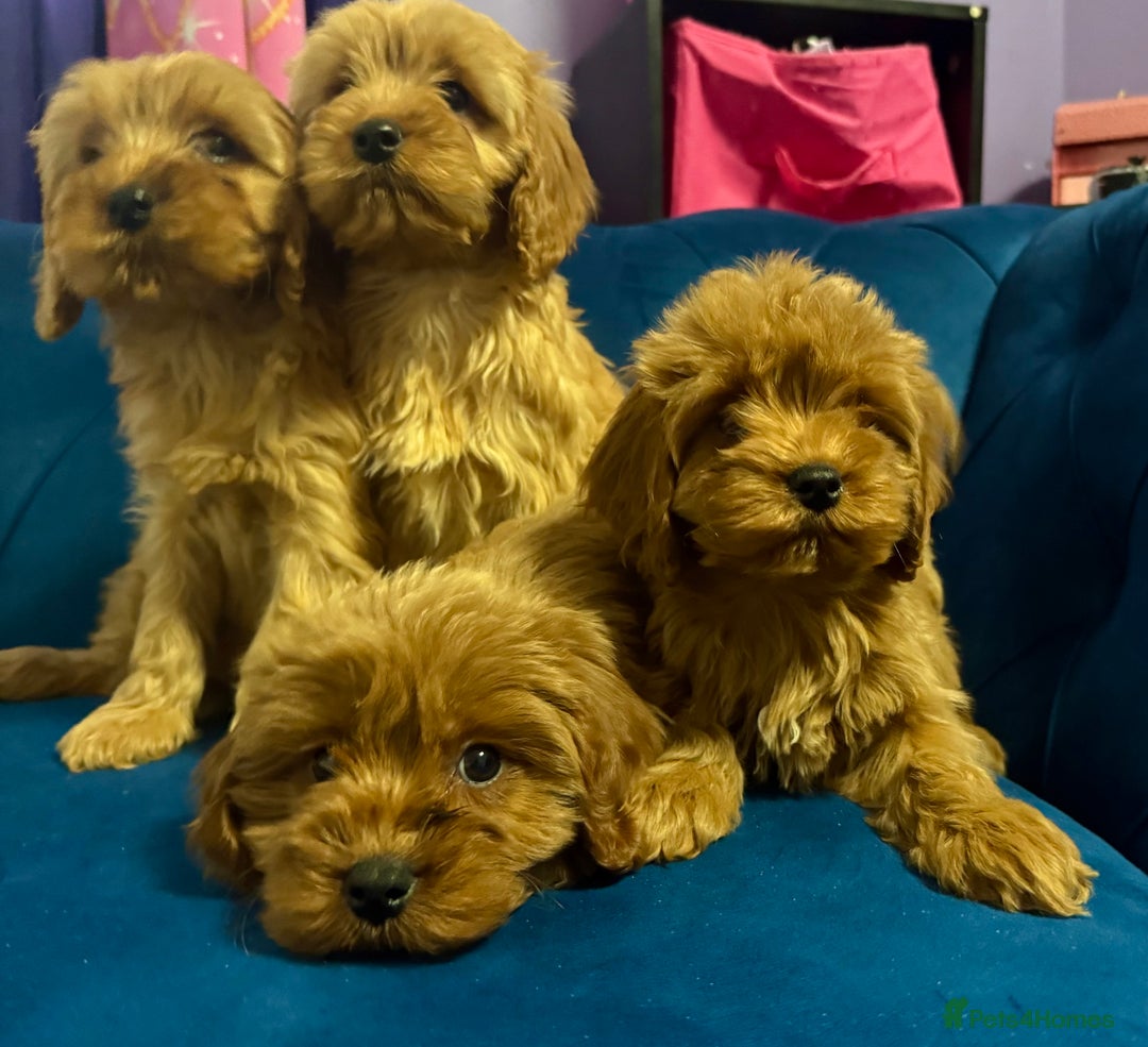 Cavapoo dogs for sale: Ready to go🏡 ONLY girls !  - Image 16