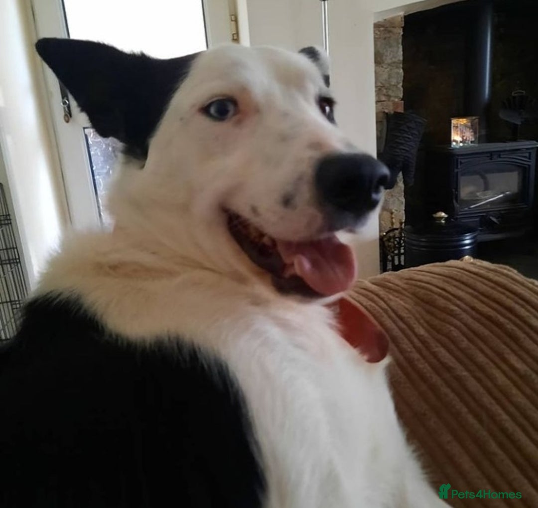 Border Collie dogs for stud: For stud only in Blackwood - Advert 10