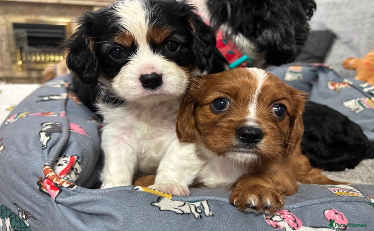 Cavalier King Charles Spaniel dogs - Advert 4