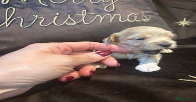 Maltipoo dogs - Advert 1