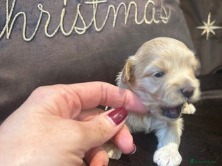 Maltipoo dogs for sale: Teeny tiny multipoos babies 🧸 - Advert 2