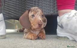 Dachshund dogs for stud: Dapple Daschund Male - Image 6
