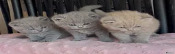 British Shorthair cats for sale: Beautiful Pedigree BSH kittens for sale  - Advert 22
