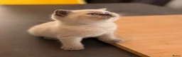 British Shorthair cats for sale: GCCF BRITISH SHORTHAIR KITTENS - Advert 9