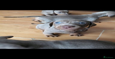 Dachshund dogs - Advert 13