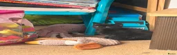 Mixed Breed cats for sale: Adorable Kittens in Truro - Advert 5