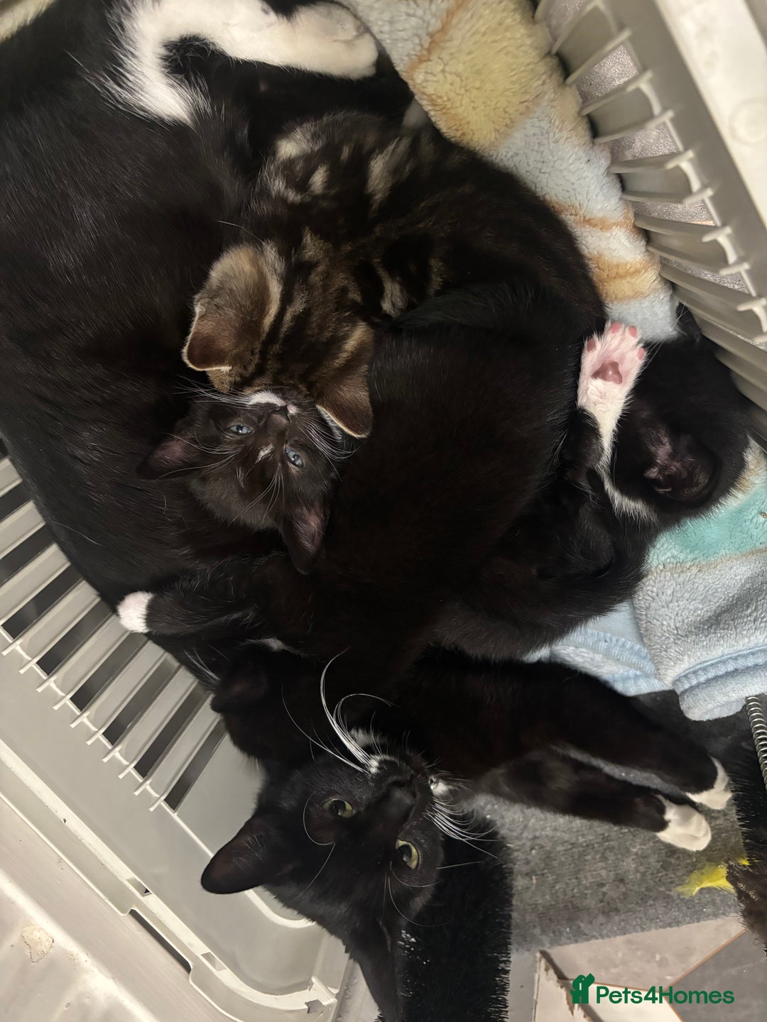 Mixed Breed cats for sale: Adorable Kittens for Sale  - Advert 2