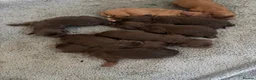 Cocker Spaniel dogs for sale: Working cocker spaniel pups  - Advert 23